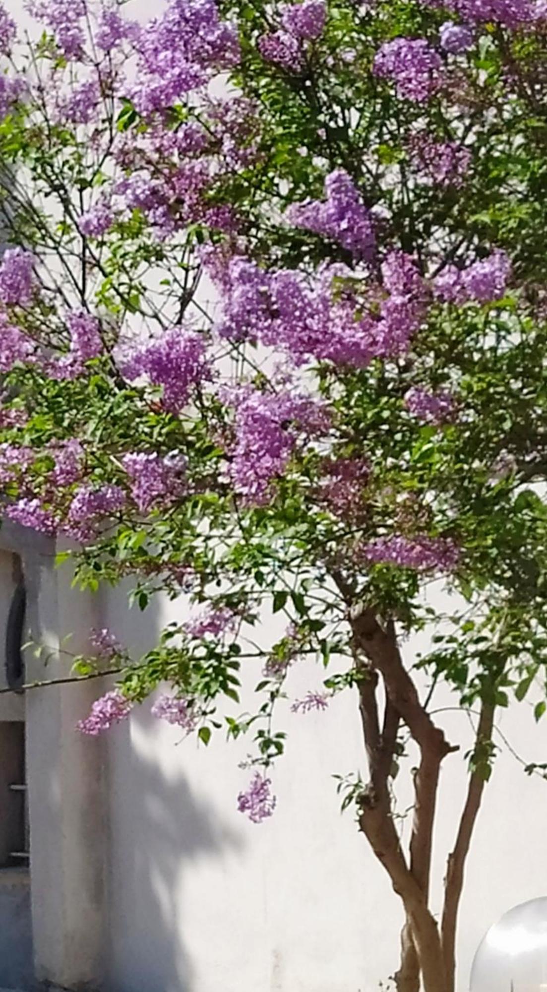 View Διαμερισμα Villa Loukissia Eksteriør bilde